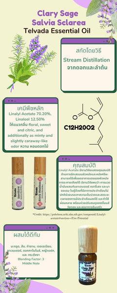 สรรพคุณ ดอก คลารี่ เสจ Clary Sage