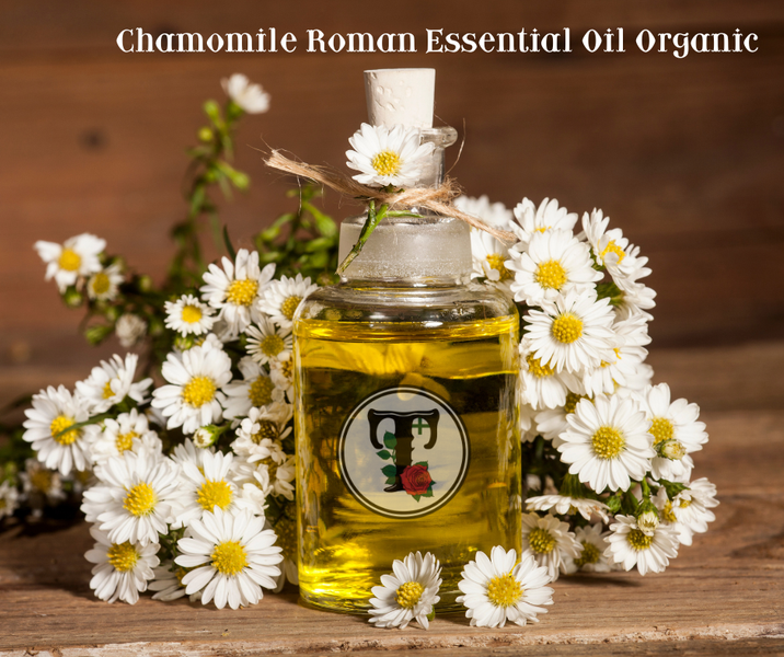 ผ่อนคลายด้วยพลังอันสงบเงียบของน้ำมันหอมระเหยคาโมมายล์โรมัน Chamomile Roman (Chamaemelum nobile) essential oil