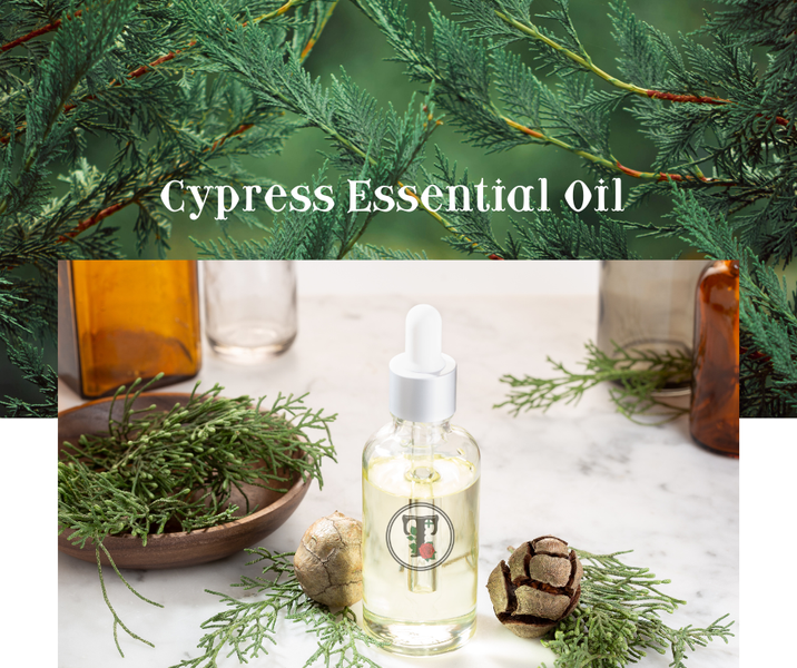 หายใจลึกและโล่งสบาย ค้นพบพลังแห่งการฟื้นฟูของน้ำมันหอมระเหยไซเปรส Cypress Essential Oil