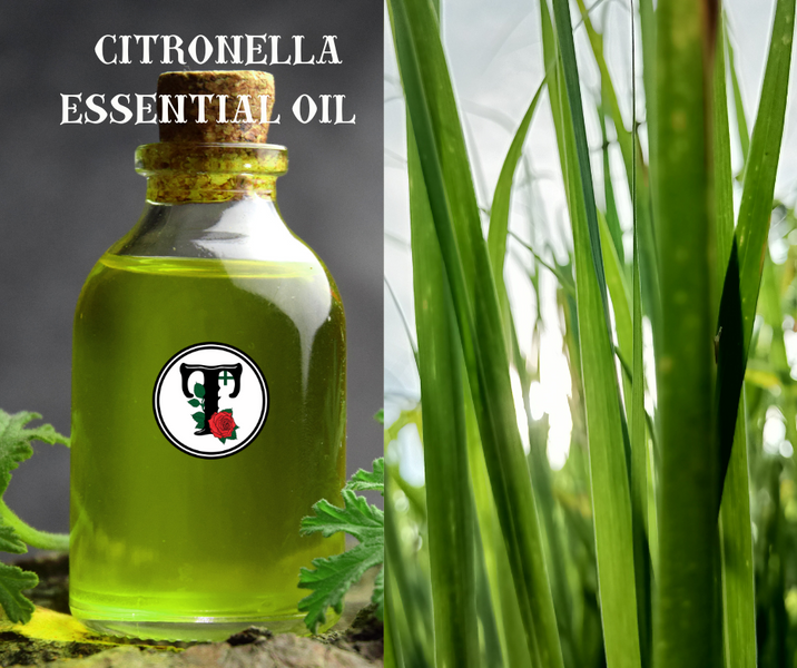 ประโยชน์สุดเซอร์ไพรส์ของน้ำมันหอมระเหยตะไคร้หอม Citronella Essential Oil Benefits
