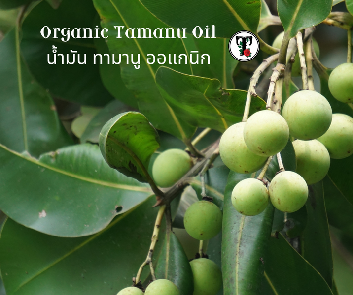 ประโยชน์ของน้ำมันทามานูออร์แกนิก
