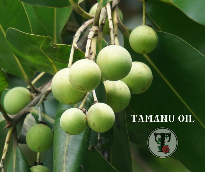 ประโยชน์ของน้ำมันทามานู tamanu oil benefits