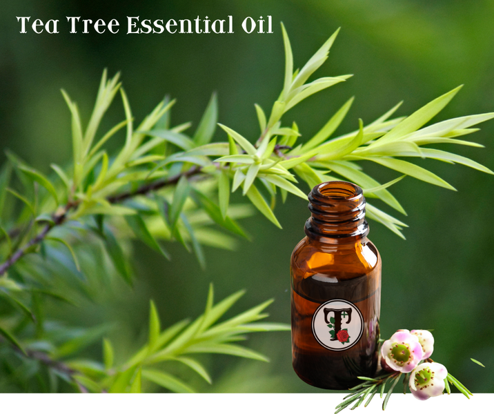 ประโยชน์ของน้ำมันหอมระเหยทีทรี Tea Tree Essential Oil Benefits