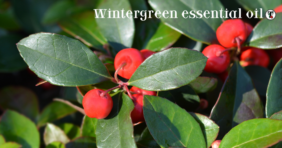 ประโยชน์ของน้ำมันหอมระเหยวินเทอร์กรีน Wintergreen Essential Oil