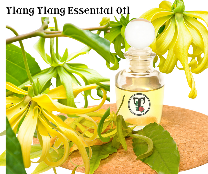น้ำมันหอมระเหย Ylang Ylang (อิลัง อิลัง) มีคุณสมบัติยังไงบ้าง Ylang Ylang Essential Oil Benefits