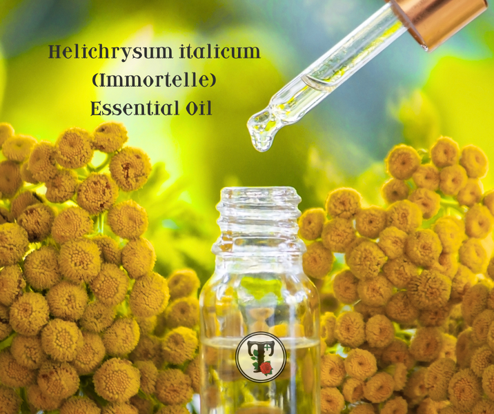ประโยชน์ของน้ำมันหอมระเหยอิมมอร์เทล Helichrysum italicum (Immortelle) Benefits